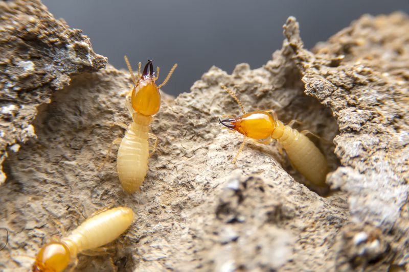Pest Damage Repair in Longmont, CO