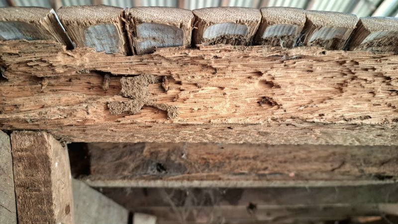 Pest Damage Repair in Olathe, KS