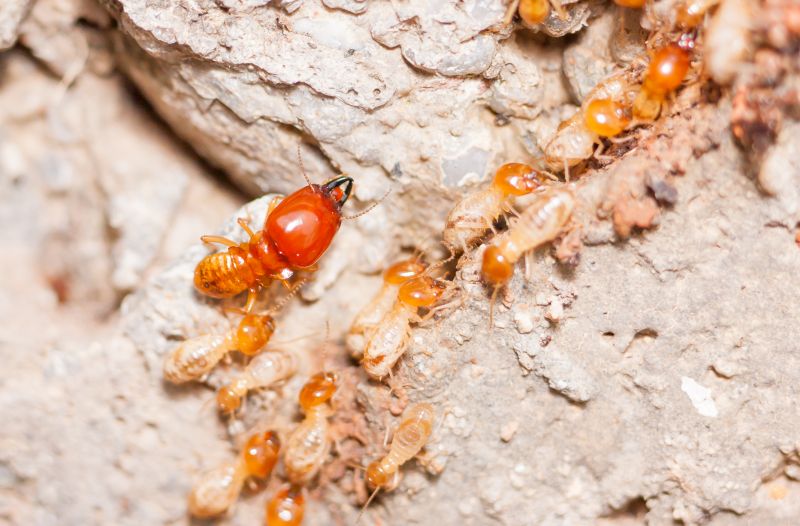 Termite Damage Repair Service in Wilmington, NC