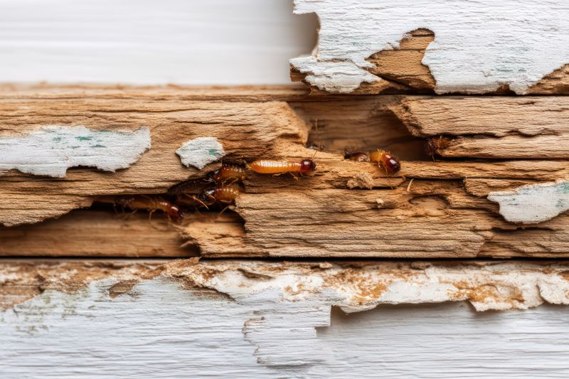 Termite Damage Restoration in Denver, CO