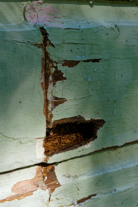Wood Decay Removal in Boulder, CO