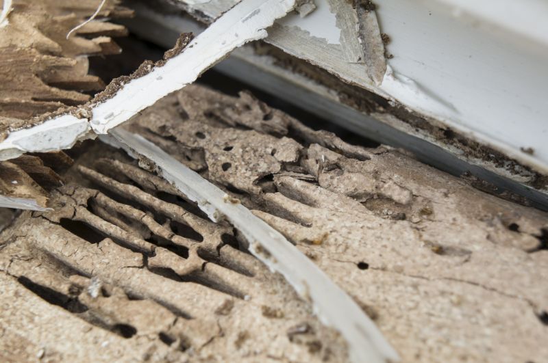 Wood Decay Removal in Wilmington, NC